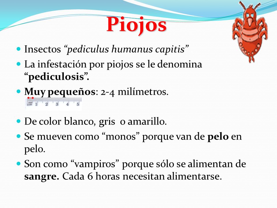 Piojos contra Que hacer los